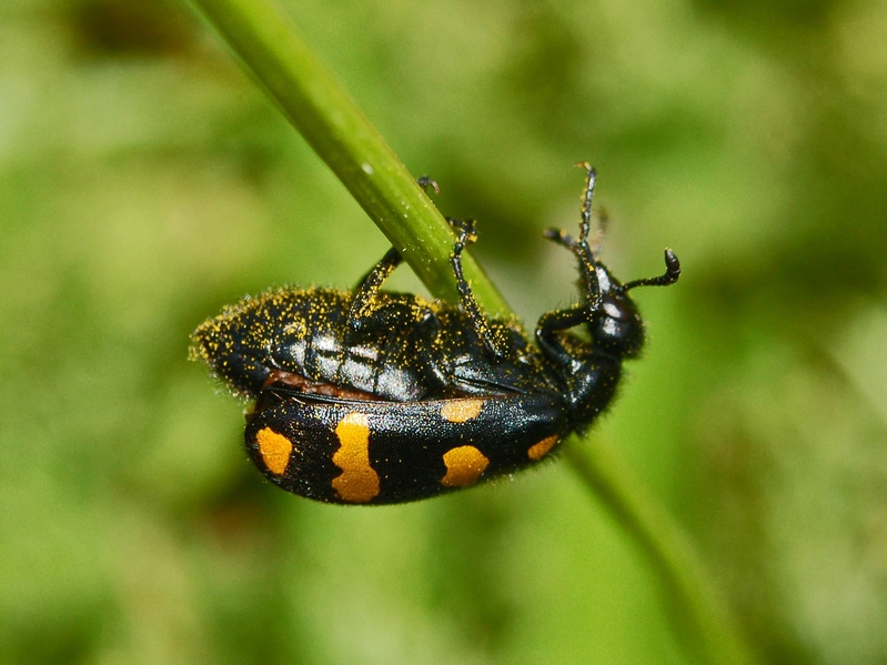 Mylabris, probabilmente variabilis